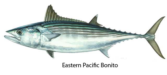 Pacific%20Bonito.jpg